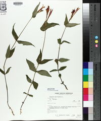 Spigelia marilandica image