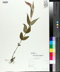 Spigelia marilandica image