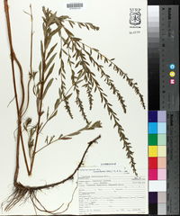 Lythrum alatum var. lanceolatum image