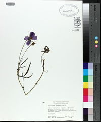 Callirhoe papaver image