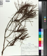 Pinus clausa image