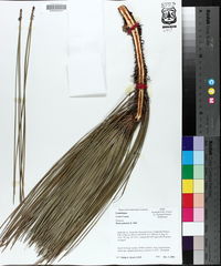 Pinus palustris image