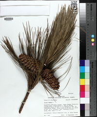 Pinus taeda image