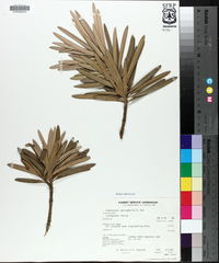 Podocarpus macrophylla image