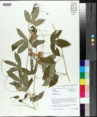 Passiflora incarnata image