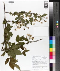 Rubus argutus image