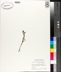Hedyotis purpurea image