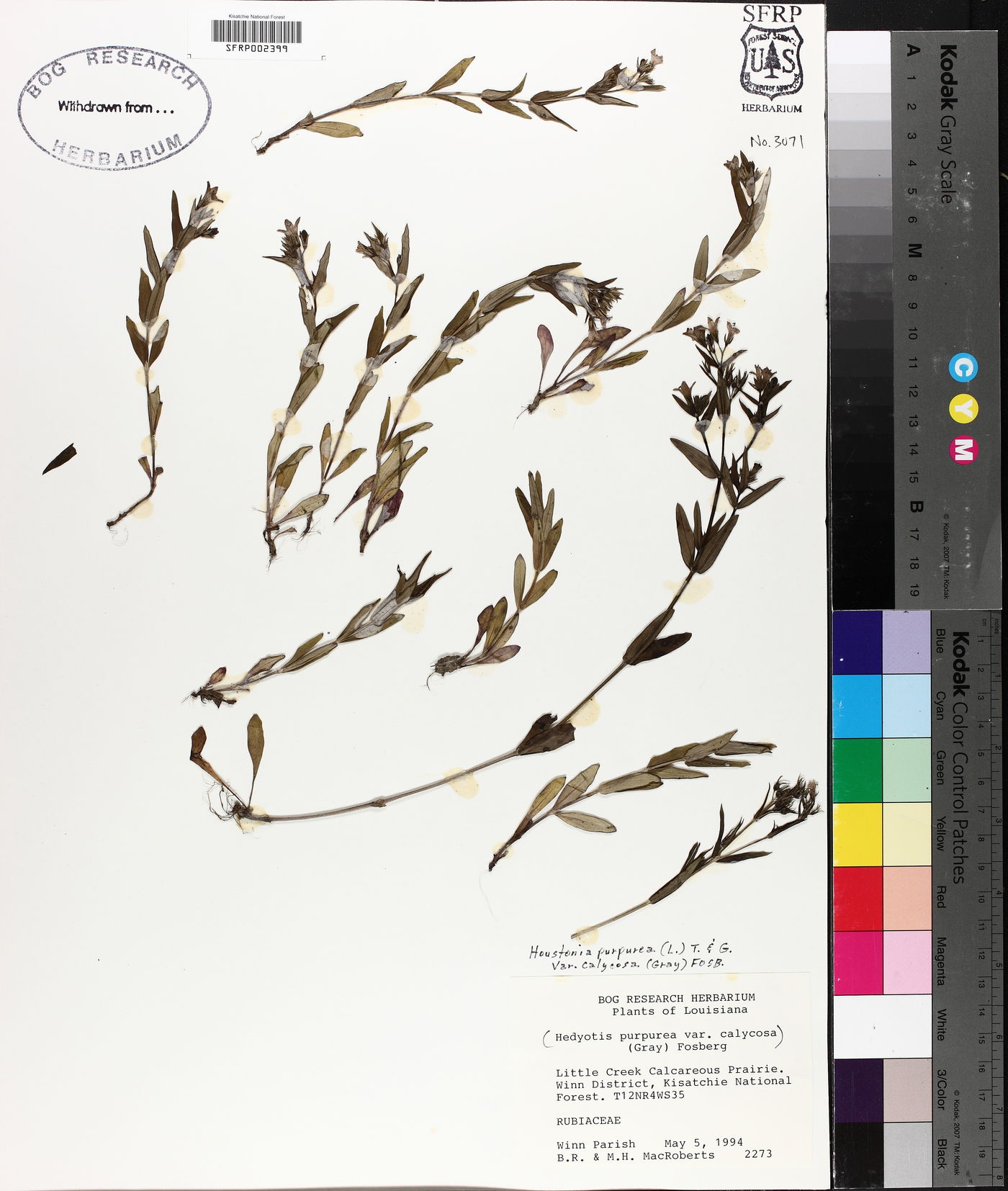 Hedyotis purpurea var. calycosa image