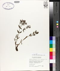 Hedyotis purpurea image