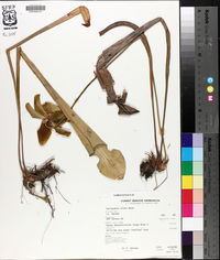 Sarracenia alata image