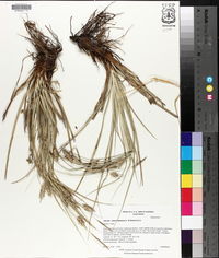 Carex cherokeensis image