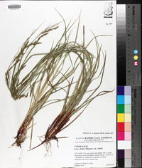 Carex debilis var. debilis image