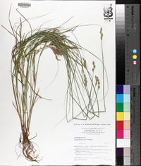 Carex festucacea image