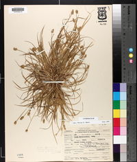 Carex leavenworthii image