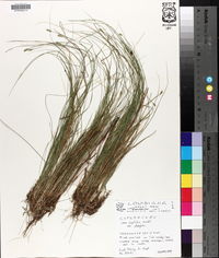 Carex leptalea subsp. harperi image