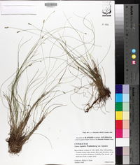 Carex leptalea subsp. harperi image