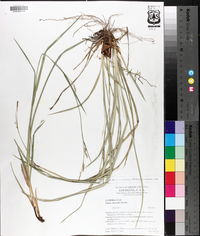 Carex striatula image