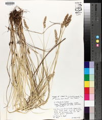 Carex triangularis image