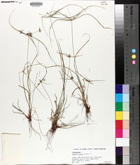 Cyperus grayi image