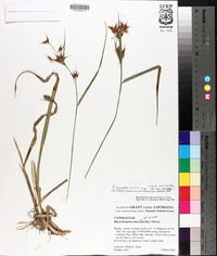 Rhynchospora corniculata image