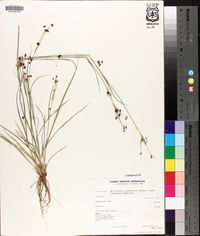 Rhynchospora globularis image