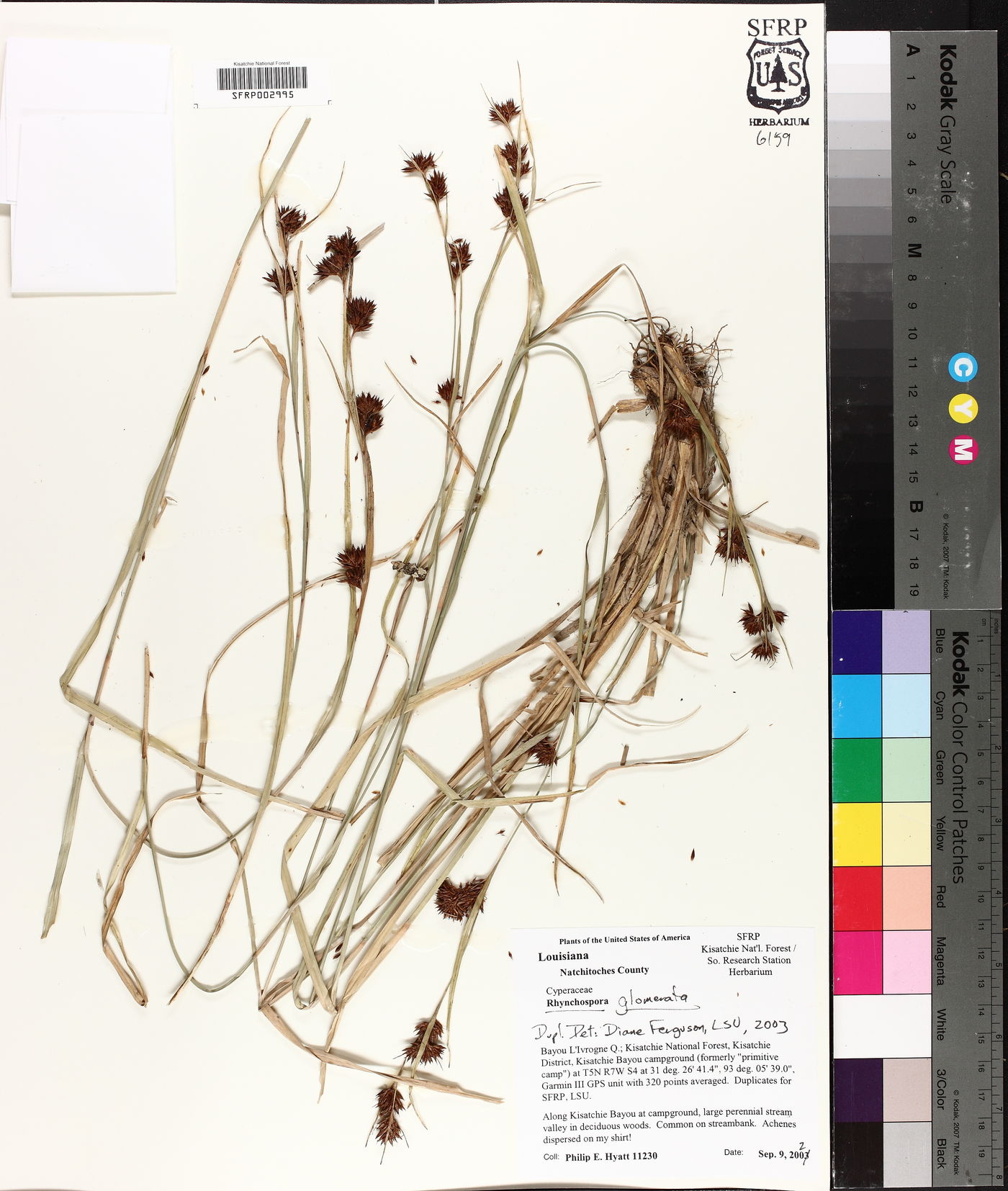 Rhynchospora angusta image