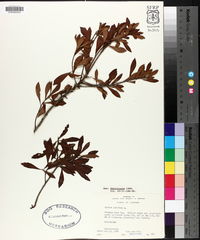 Myrica cerifera image