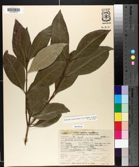 Osmanthus americanus image