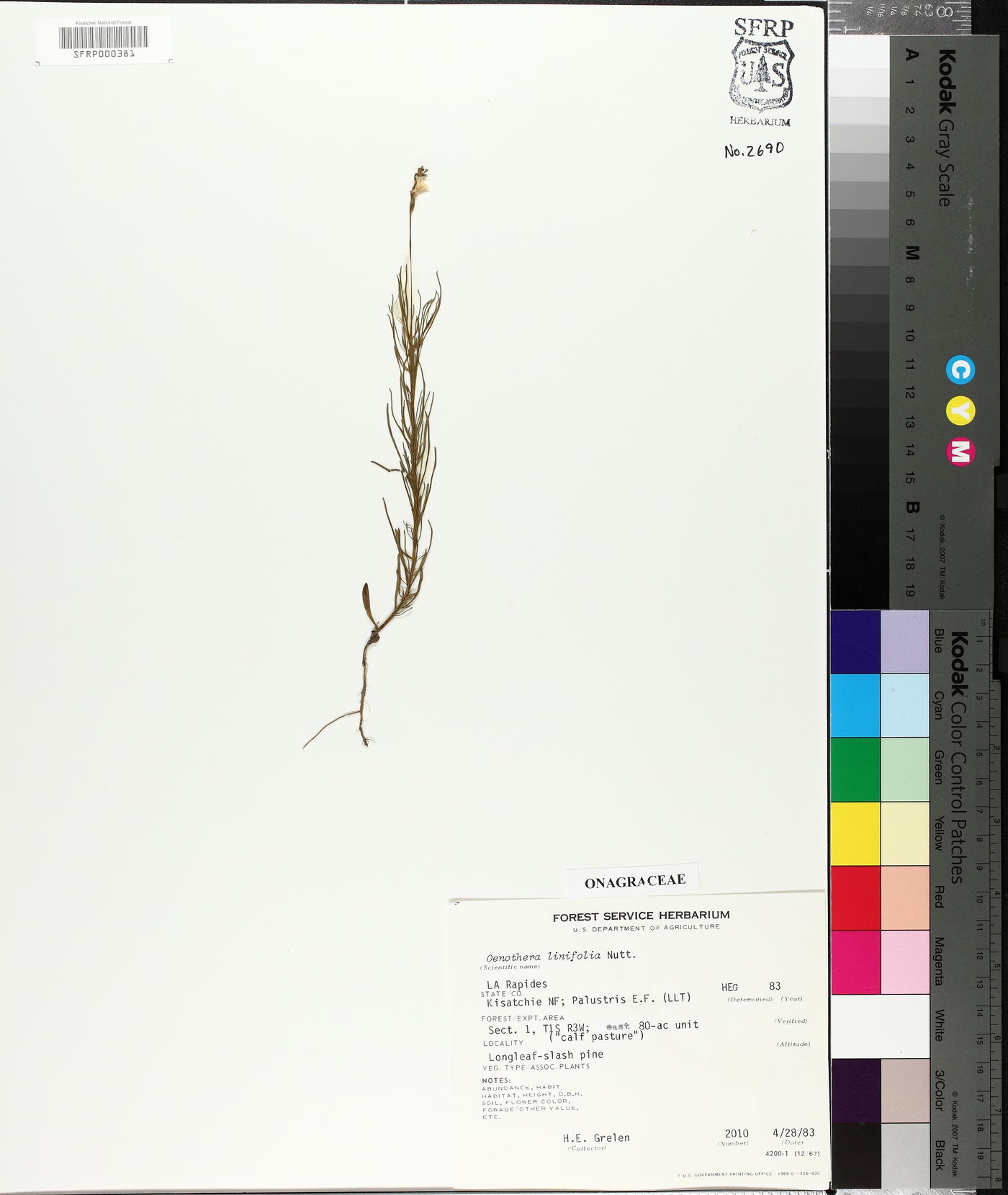 Oenothera linifolia image