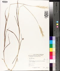 Bothriochloa saccharoides image