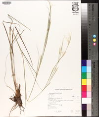 Andropogon tracyi image