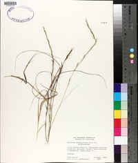 Aristida purpurascens image