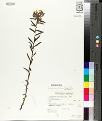 Lithospermum caroliniense image