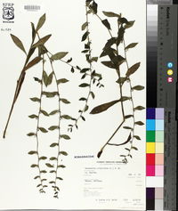 Onosmodium virginianum image
