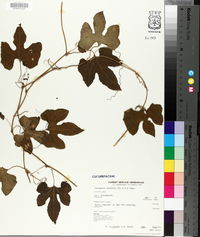 Cayaponia boykinii image