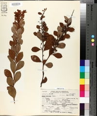 Lyonia fruticosa image