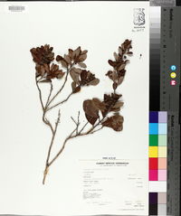 Lyonia fruticosa image