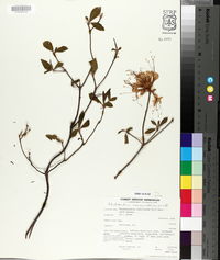 Rhododendron canescens image