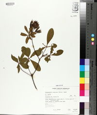 Rhododendron canescens image