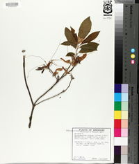 Rhododendron roseum image