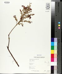 Vaccinium myrsinites image