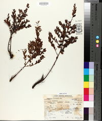 Vaccinium myrsinites image