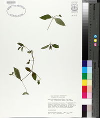 Ruellia pedunculata subsp. pinetorum image