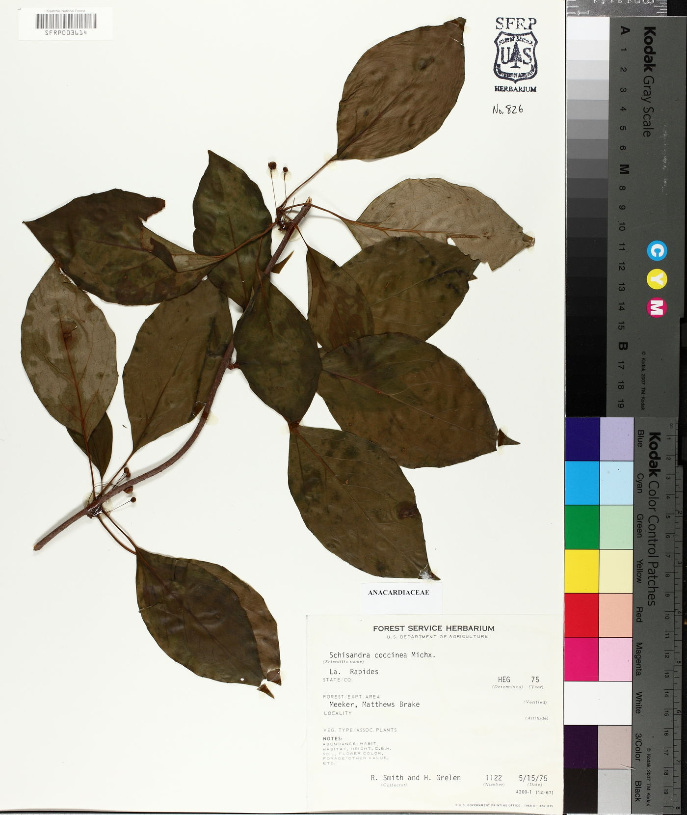 Schisandra coccinea image