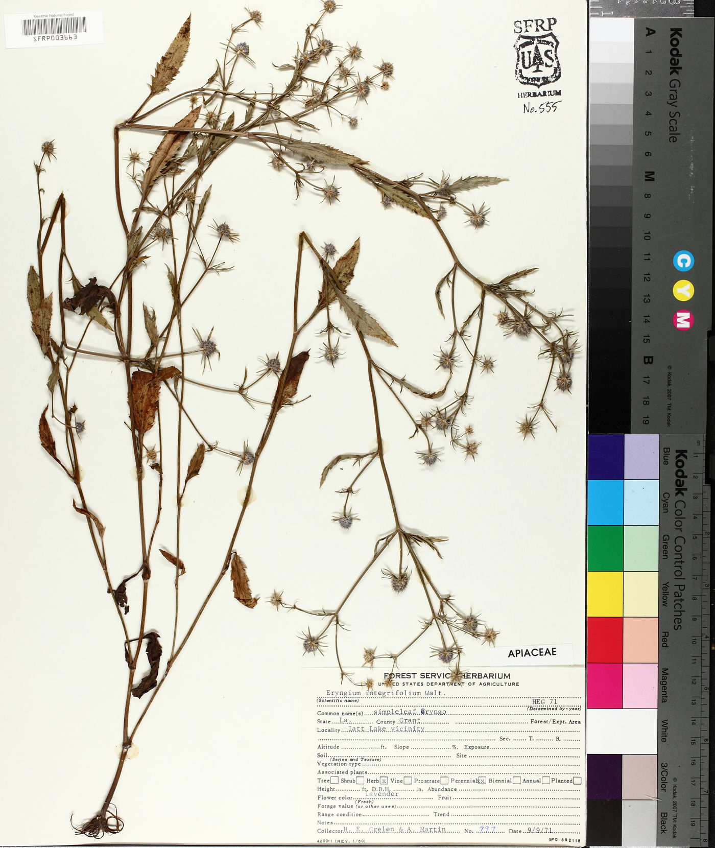 Eryngium integrifolium image