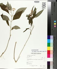 Asclepias perennis image