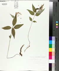 Asclepias quadrifolia image