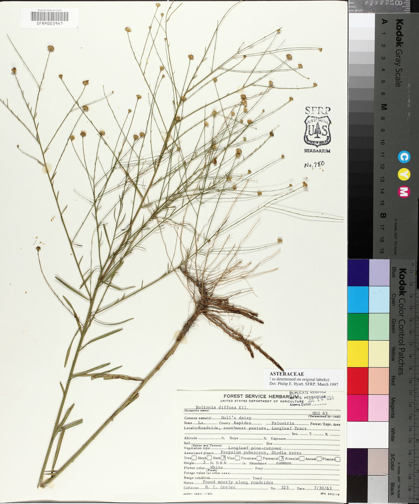Boltonia diffusa image