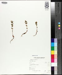 Lysimachia arvensis image