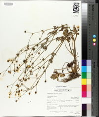 Ranunculus sardous image